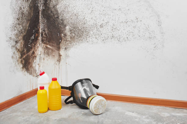 Best Mold Removal Company Near Me  in Black Creek, WI