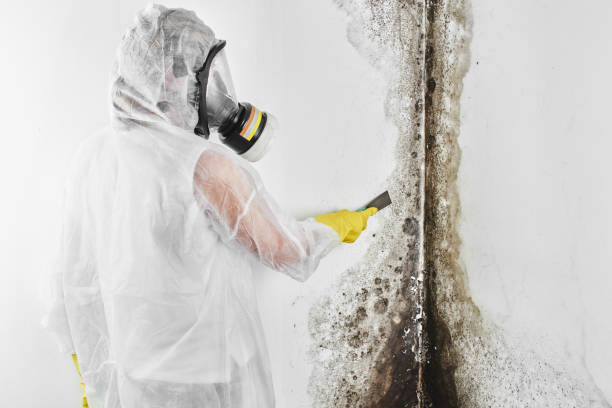 Black Creek, WI Mold Removal Company