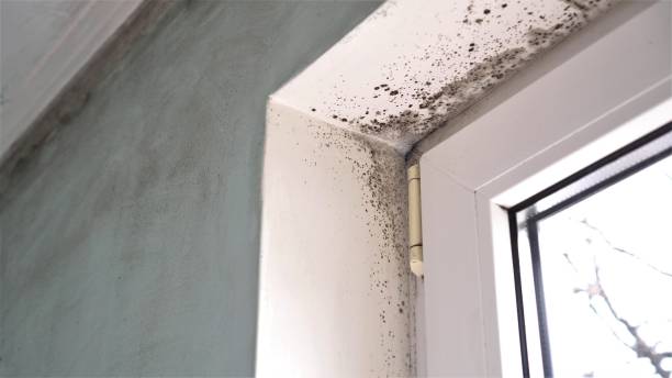 Best Local Mold Removal Service  in Black Creek, WI