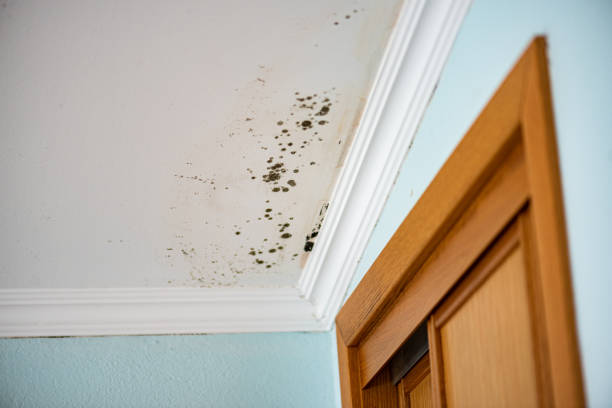 Best Fast Mold Removal  in Black Creek, WI