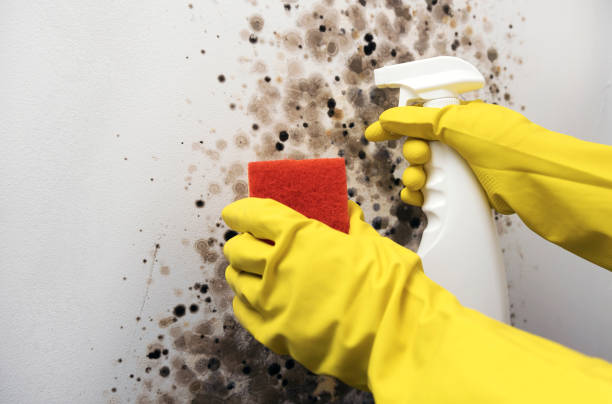 Best Office Mold Removal Services  in Black Creek, WI