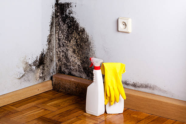 Mold Removal and Inspection in Black Creek, WI