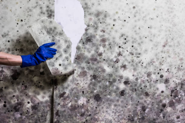 Best Commercial Mold Removal  in Black Creek, WI