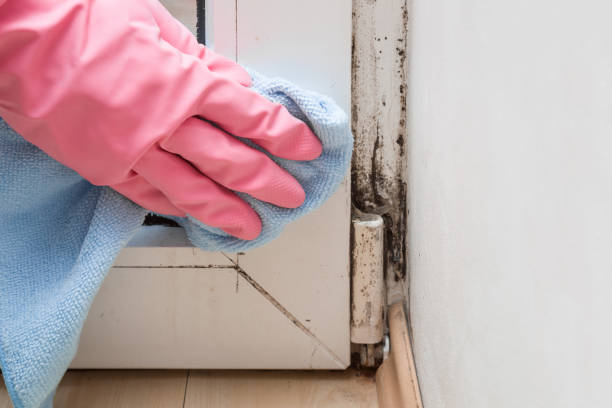 Best Mold Removal and Inspection  in Black Creek, WI
