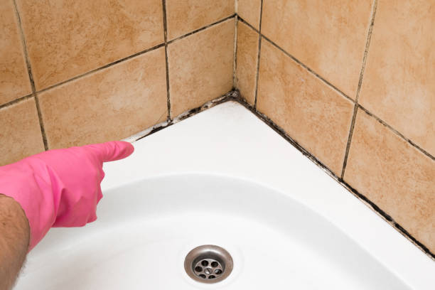Best Mold Testing  in Black Creek, WI